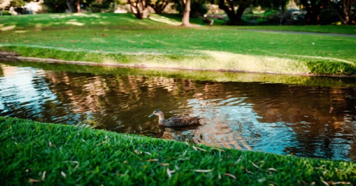 Pond cleaning